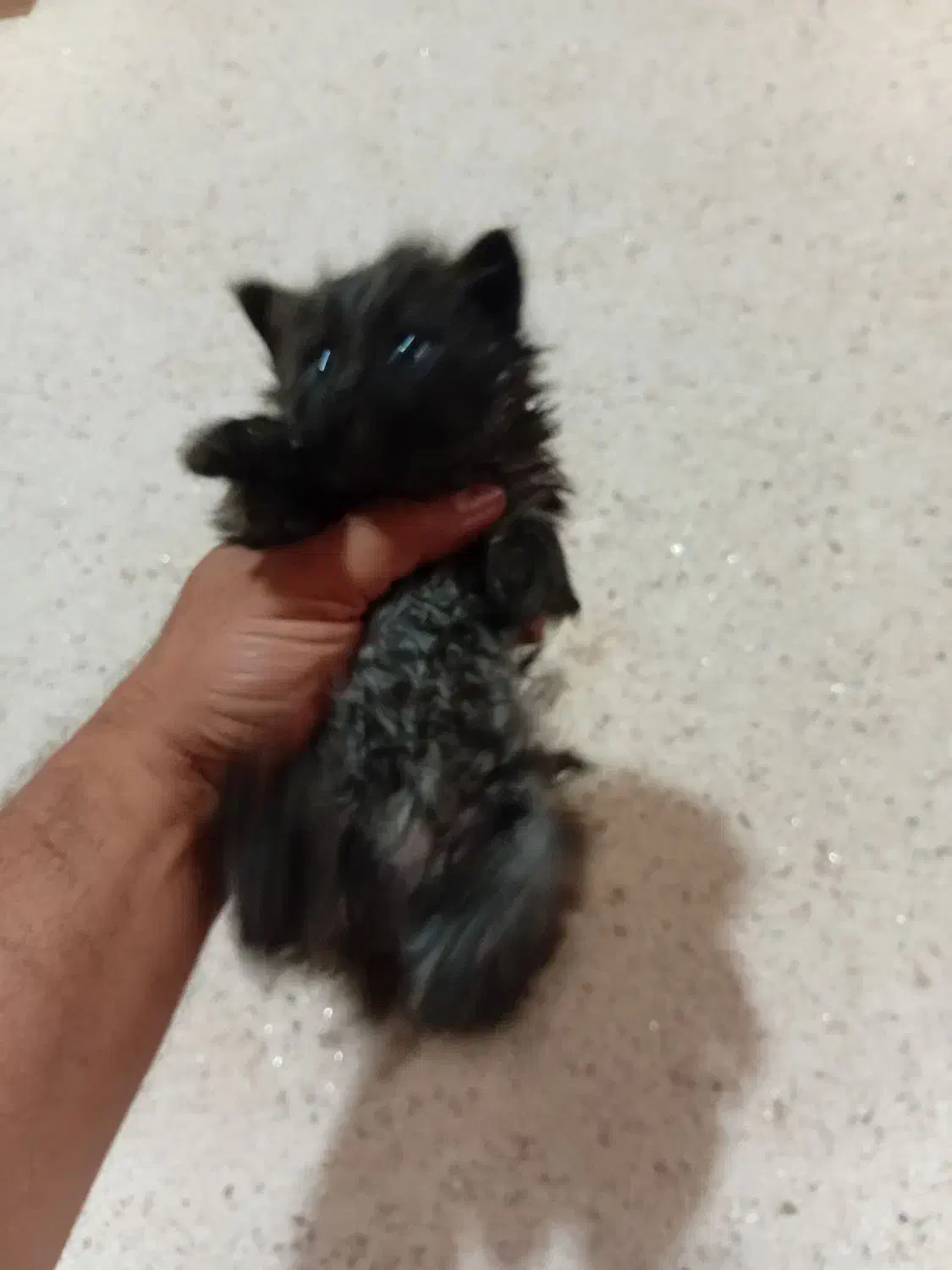 گربه|گربه|هشتگرد, هشتگرد قدیم|دیوار