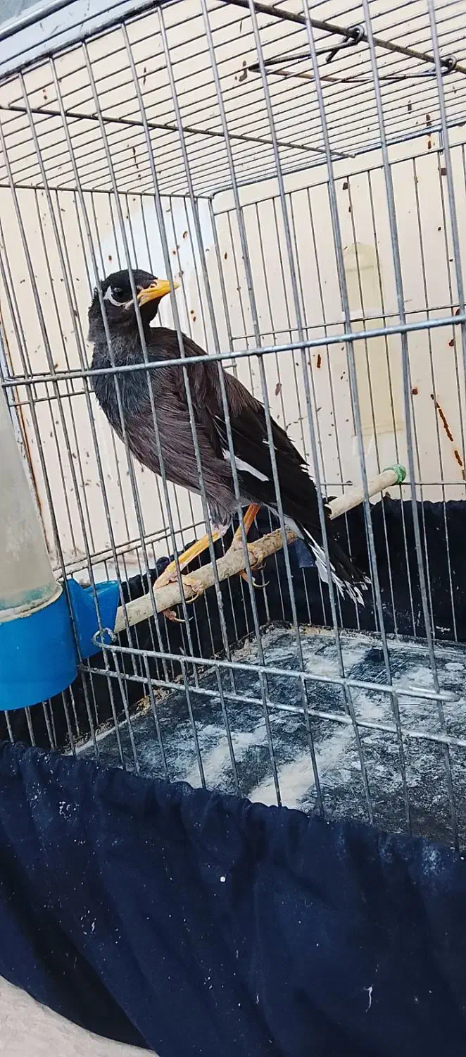 مرغ مینا|پرنده|بیستون, |دیوار