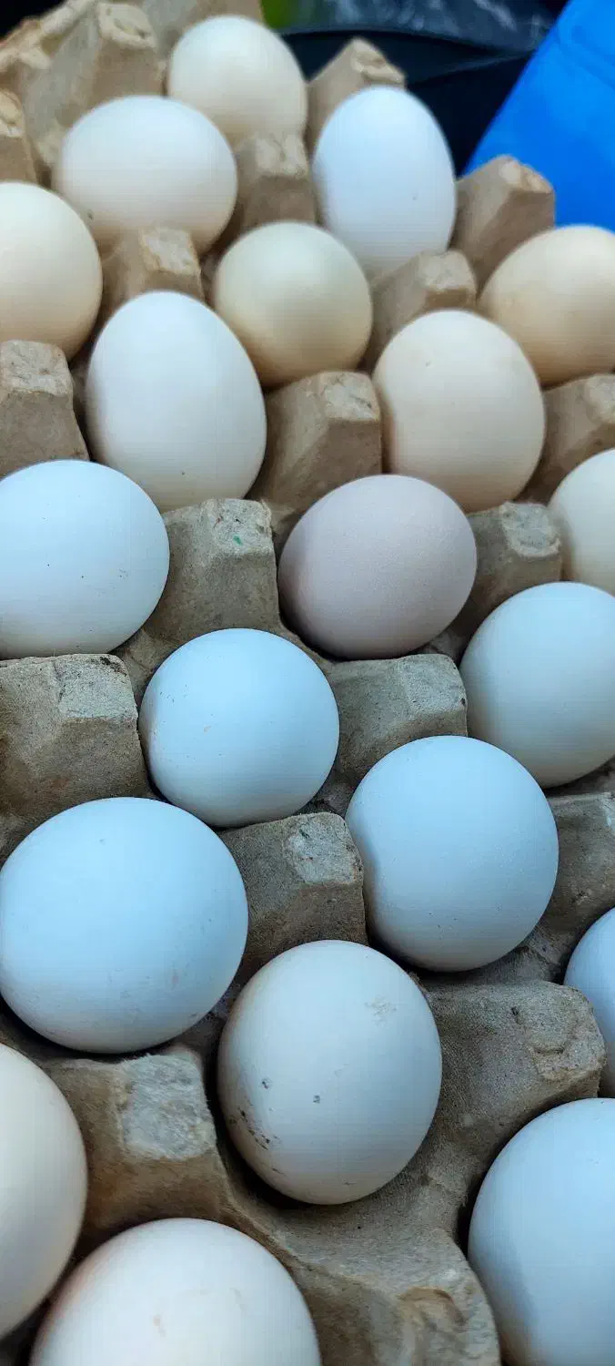 تخمرغ محلی|خوردنی و آشامیدنی|رفسنجان, |دیوار