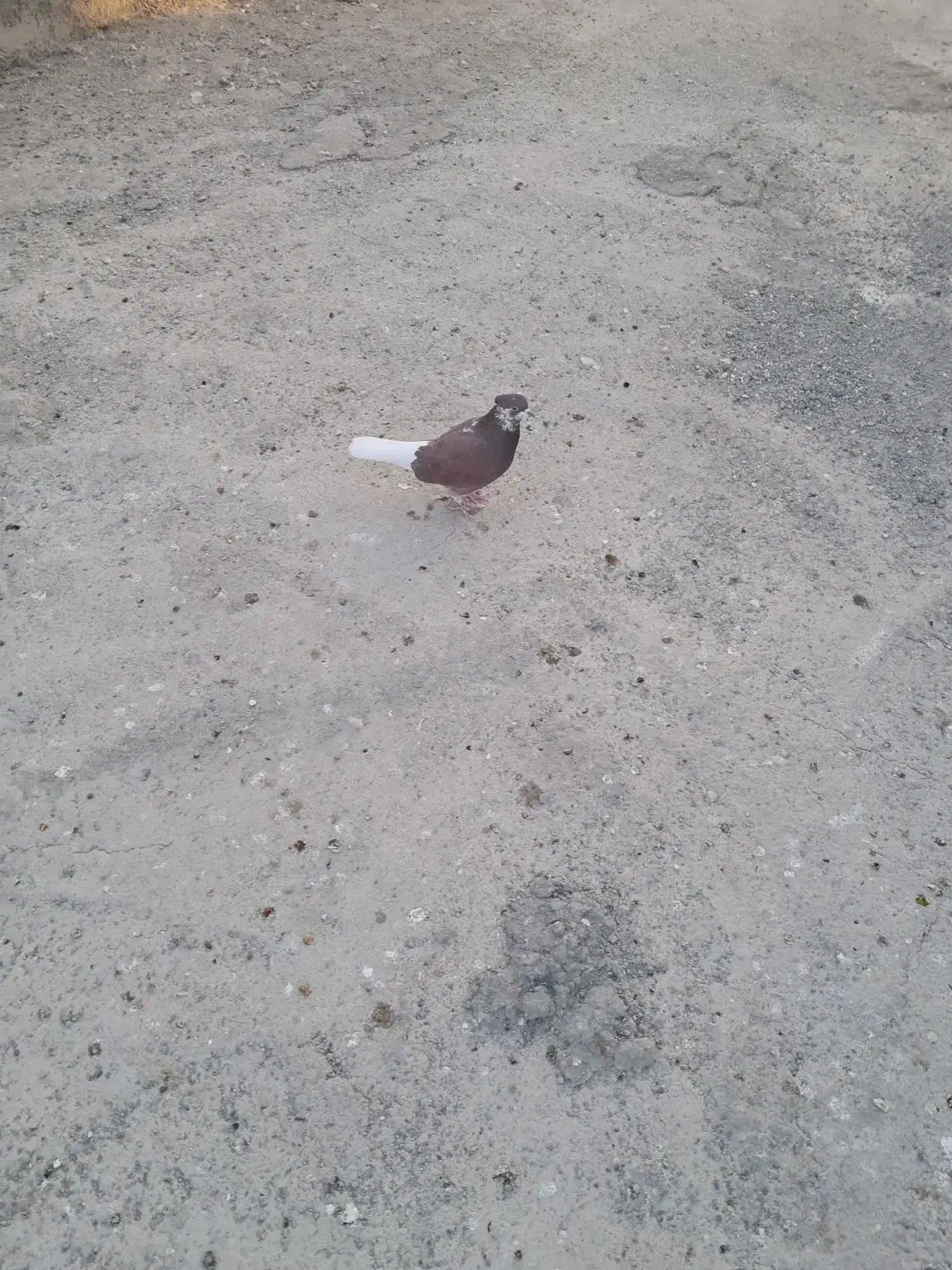 کفتر عالی|پرنده|پاکدشت, حصار امیر|دیوار