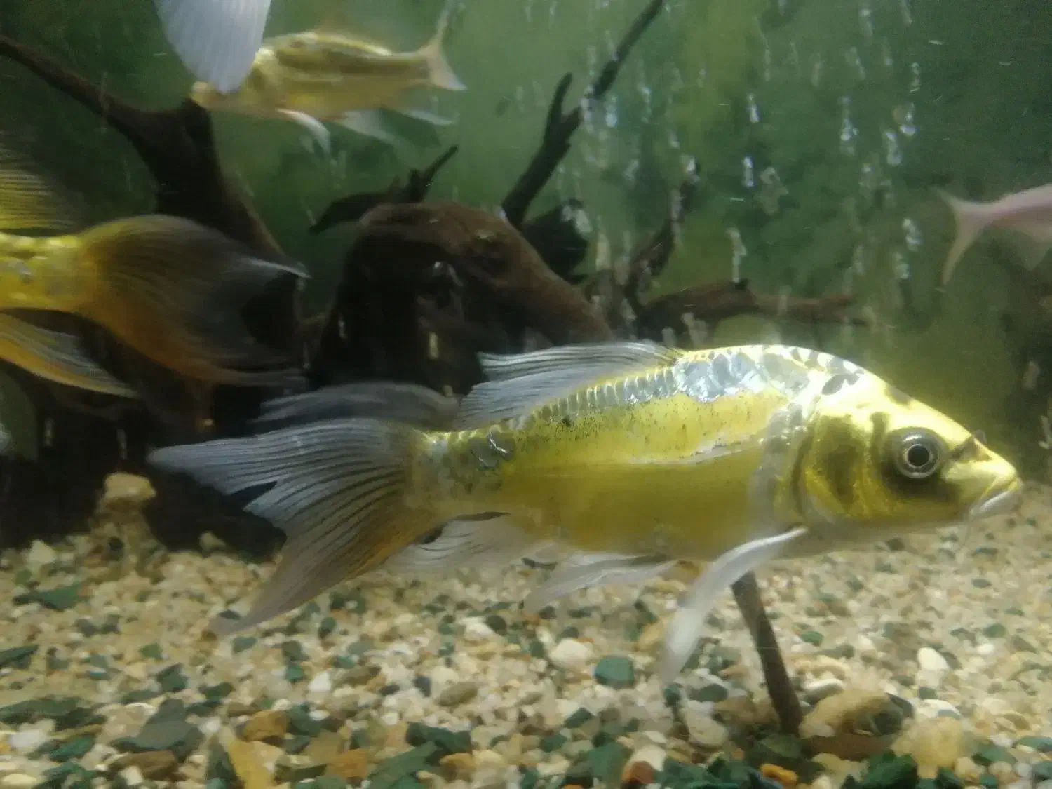 ماهی کوی|ماهی|دامغان, |دیوار