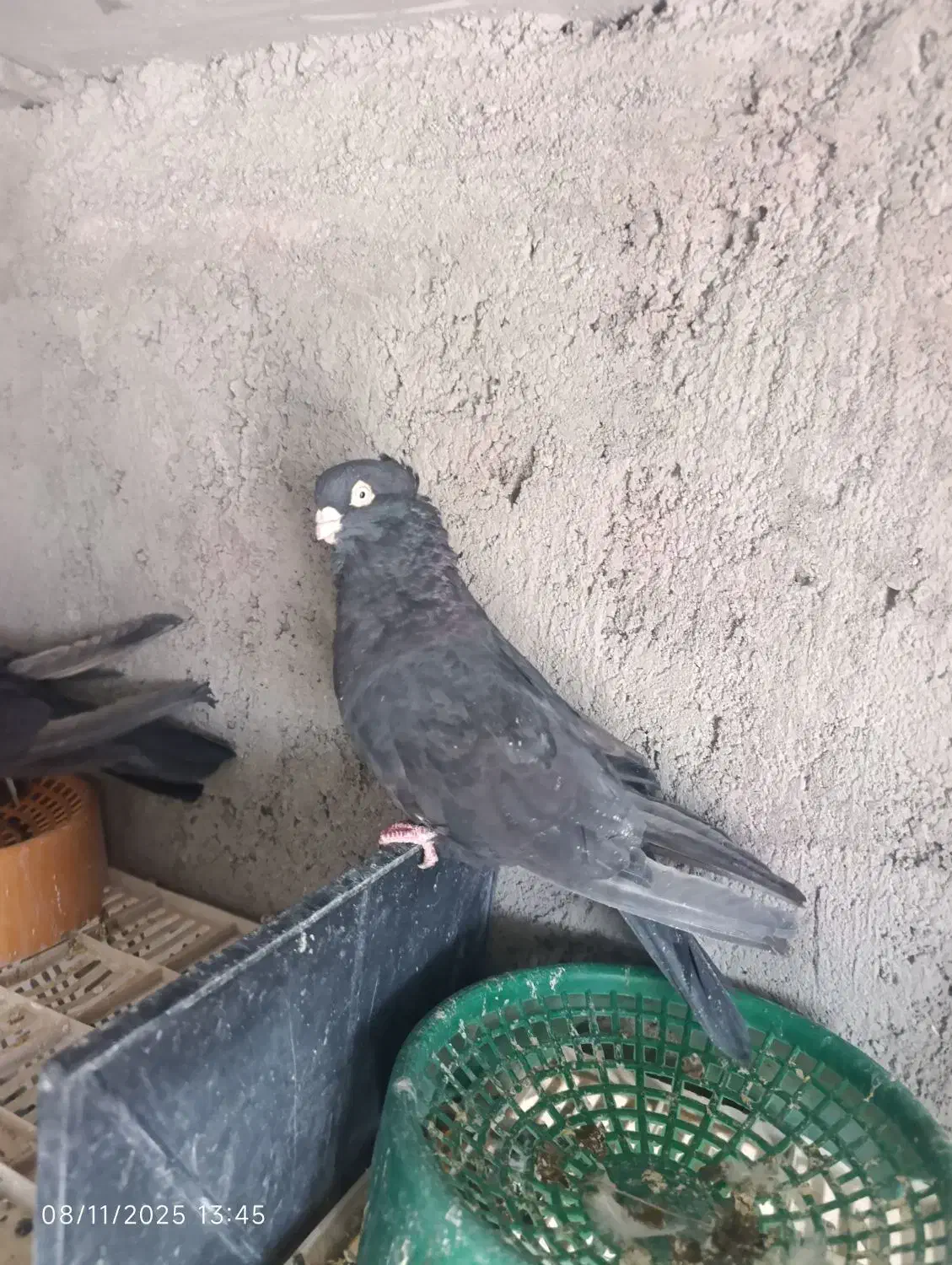 کبوتر زاغ صرب|پرنده|جیرفت, |دیوار