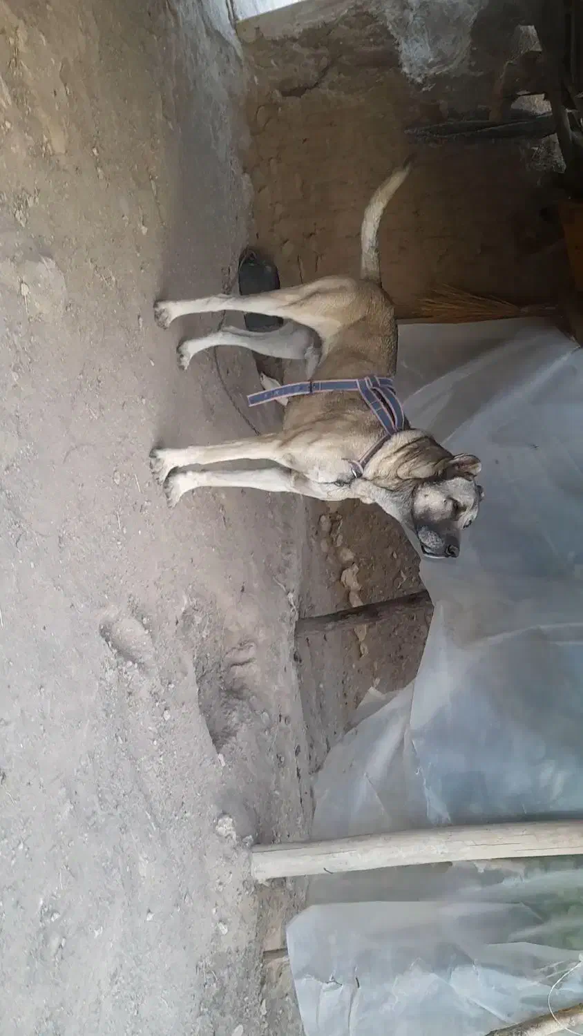 سگ سرابی|سگ|زنجانرود, |دیوار