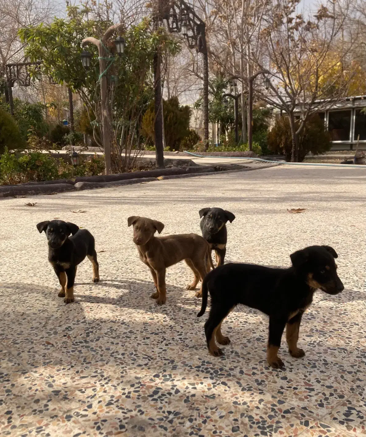 توله سگ دوبرمن|سگ|شیراز, شهرک گلستان شمالی|دیوار