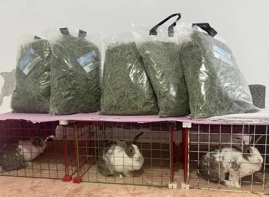 یونجه|لوازم جانبی حیوانات|کرج, عظیمیه|دیوار