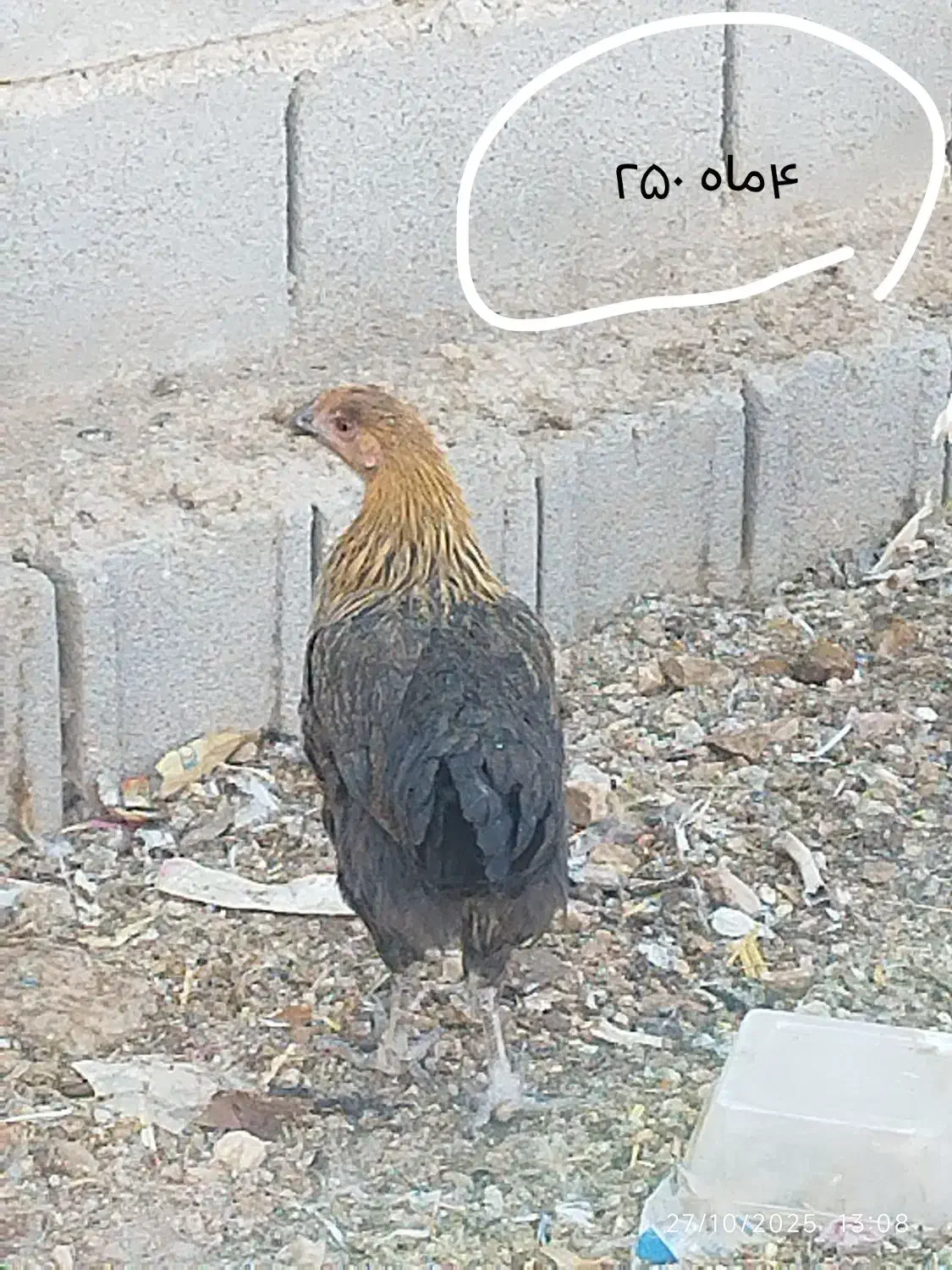 مرغ محلی|حیوانات مزرعه|زرقان, |دیوار