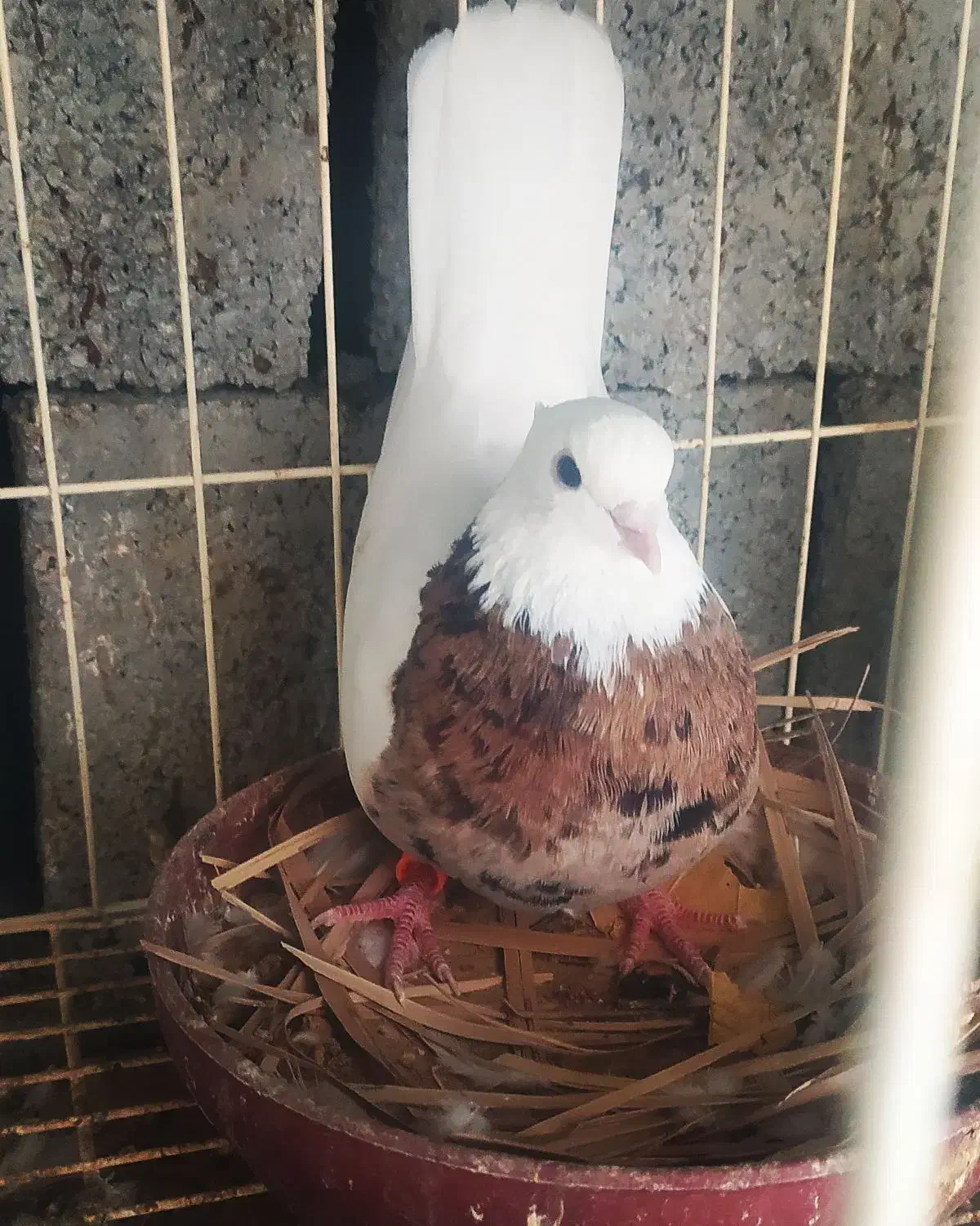 دوتا کبوترطوقی نر پرتقالی و زرد خال سیاه|پرنده|آبپخش, |دیوار