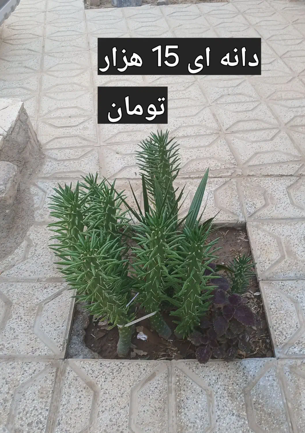 گل های طبیعی|گل و گیاه طبیعی|تربت جام, میان جام|دیوار