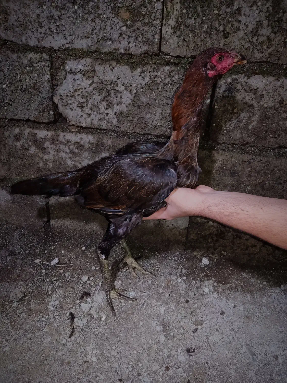 مرغ لاری|حیوانات مزرعه|آستارا, |دیوار