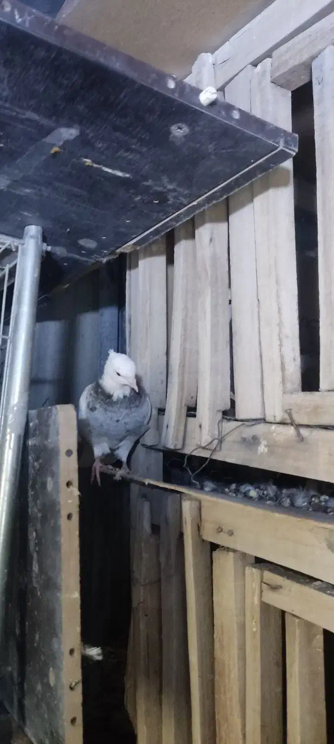 کبوتر طوقی ماده الماسی نر سرکه ای|پرنده|فولادشهر, B1|دیوار