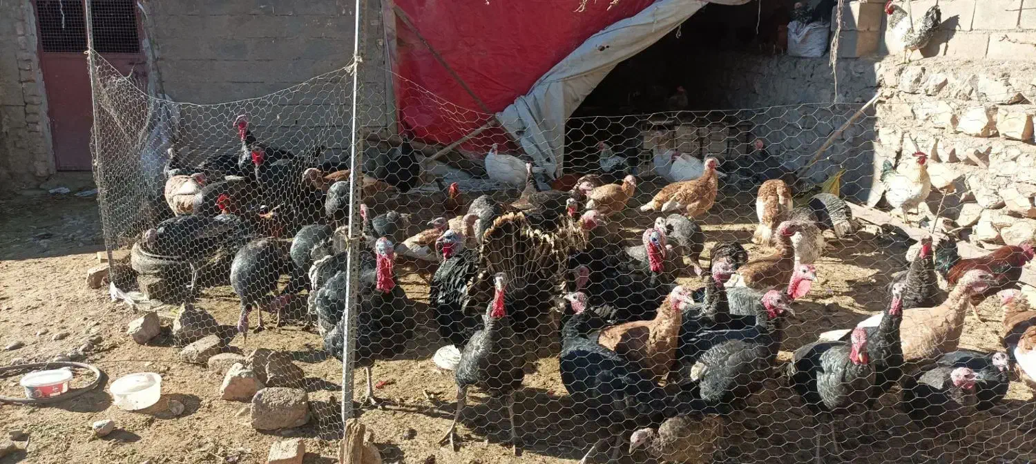 بوقلمون|حیوانات مزرعه|نورآباد, |دیوار