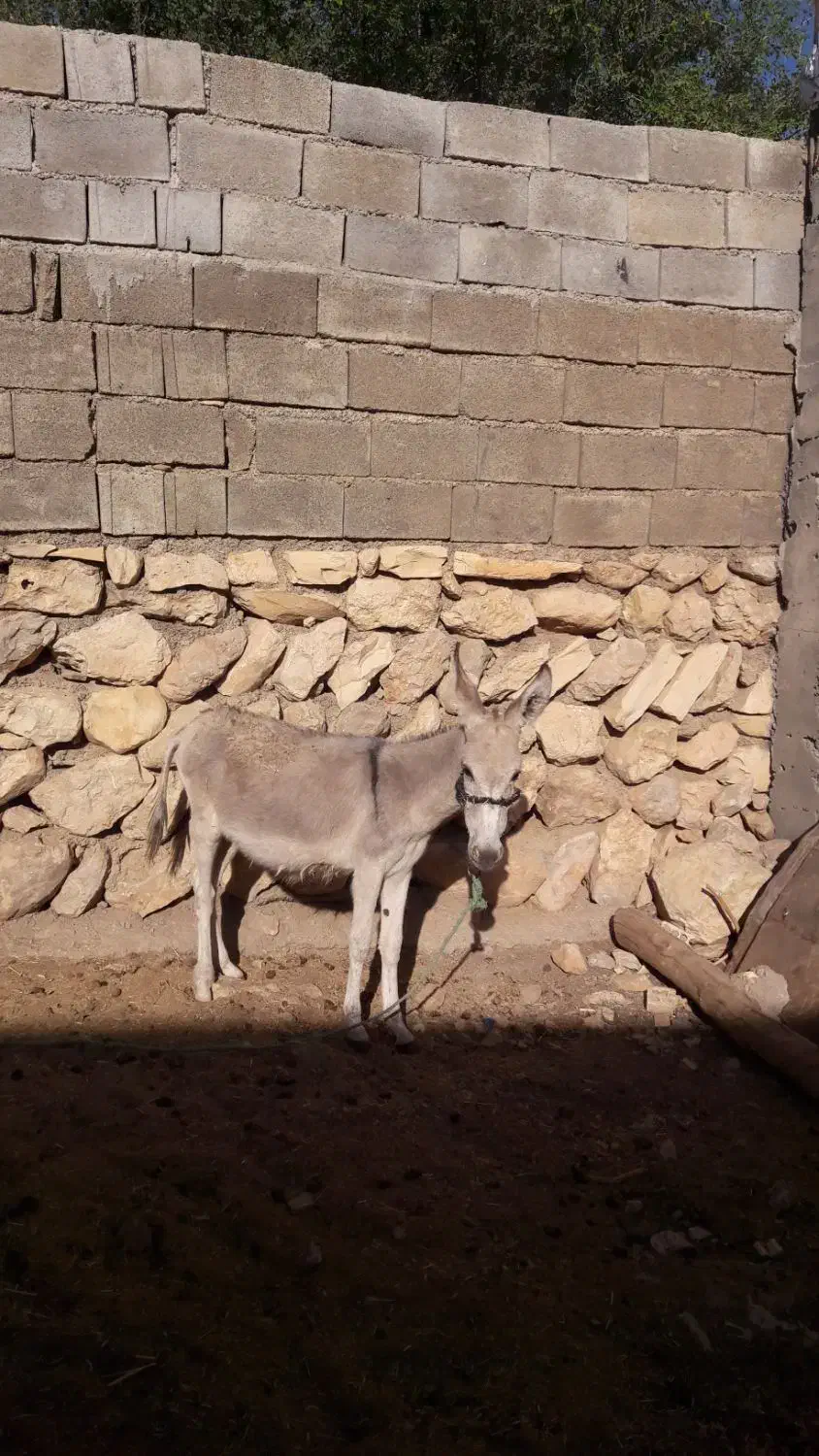 یک راس خر برا فروش|حیوانات مزرعه|ایذه, |دیوار