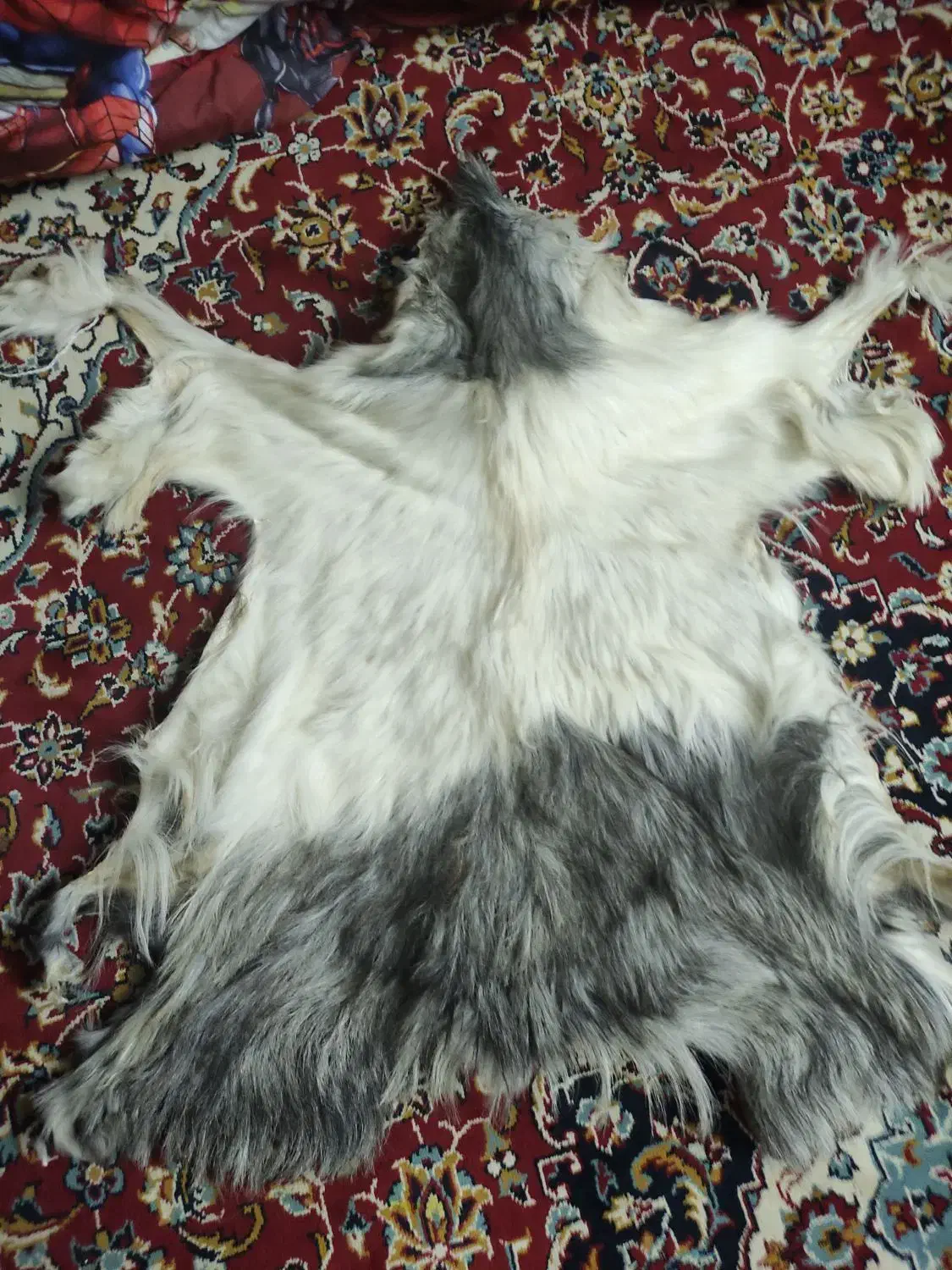 پوسته بز|حیوانات مزرعه|بسطام, |دیوار