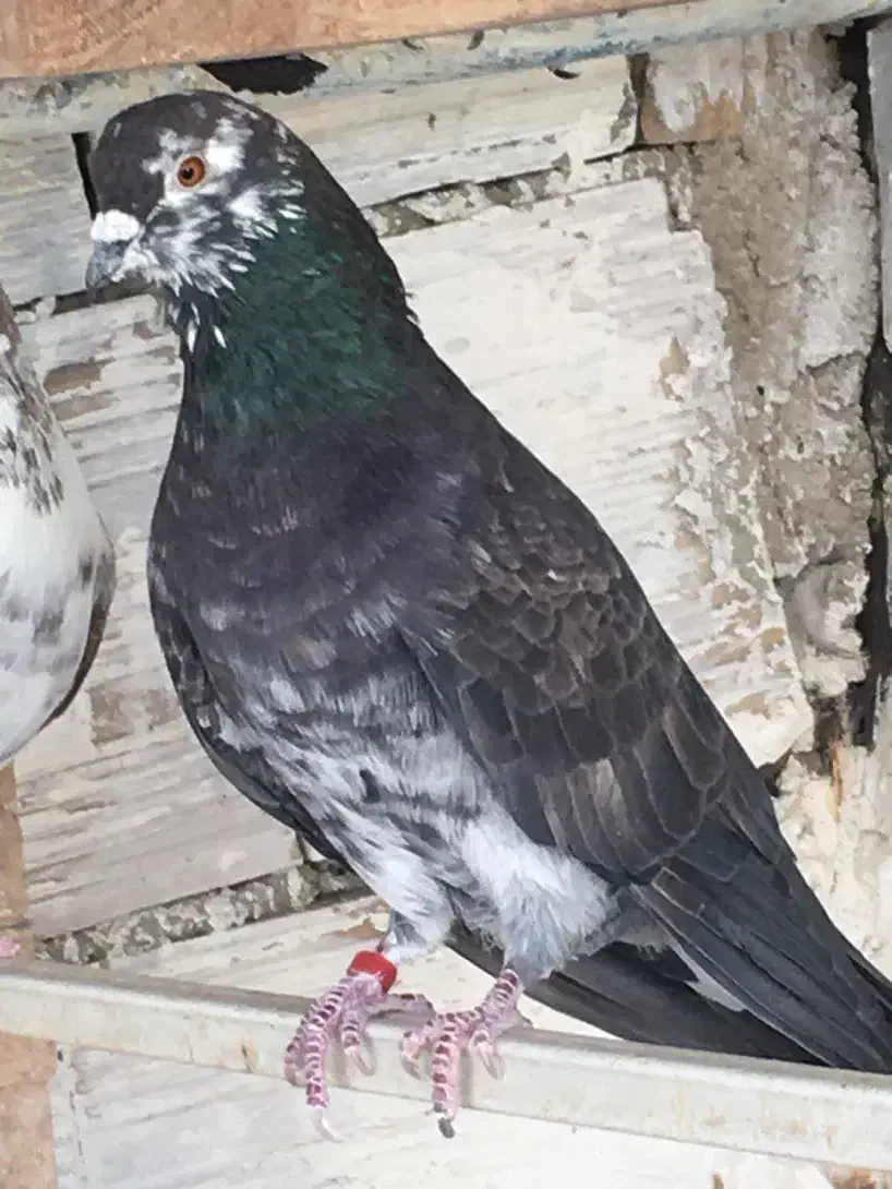 کفتر نر قاره پرشی|پرنده|هشتگرد, فاز ۱ مهستان|دیوار