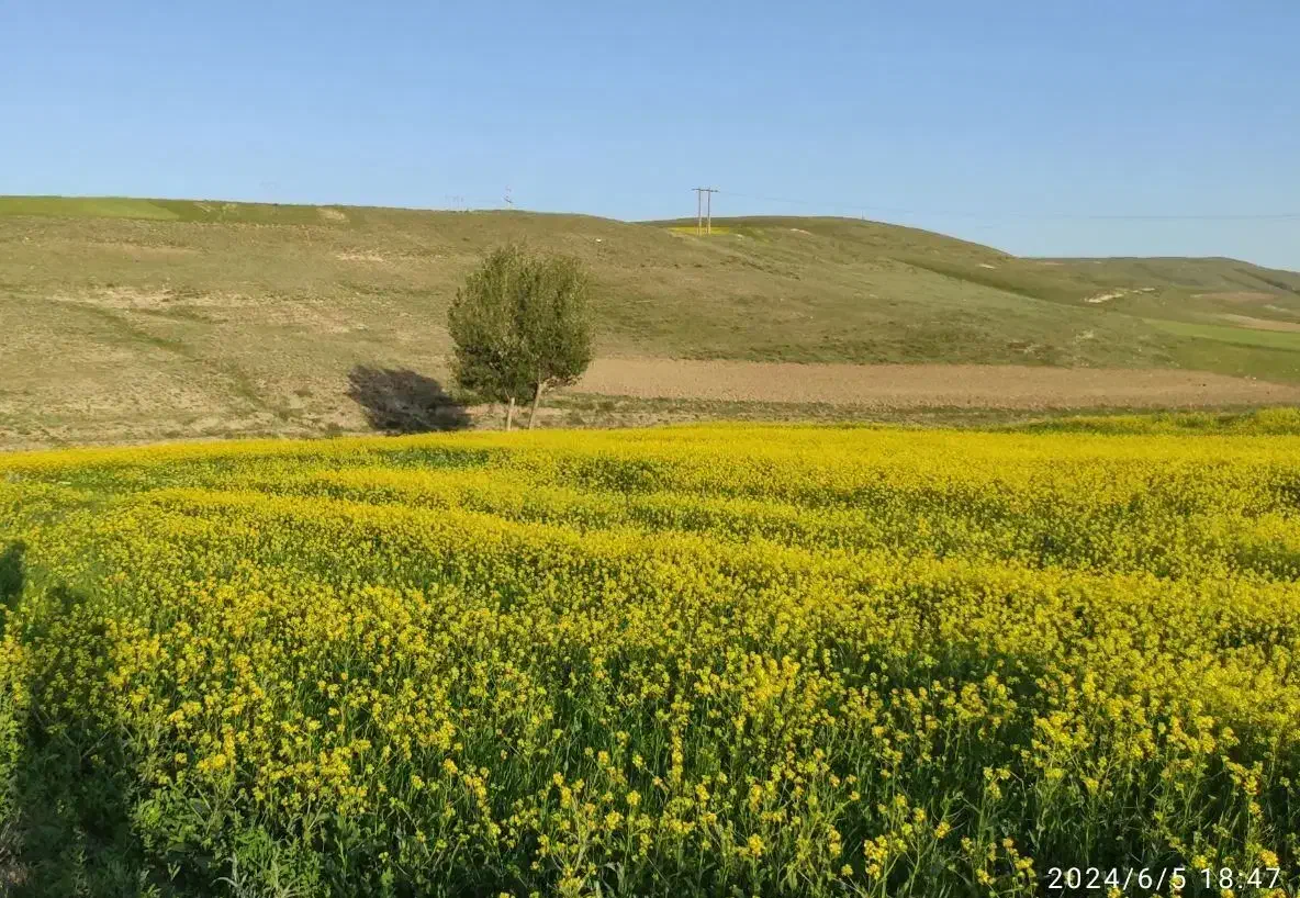 فروش زمین در اردبیل|فروش زمین و ملک کلنگی|اردبیل, |دیوار