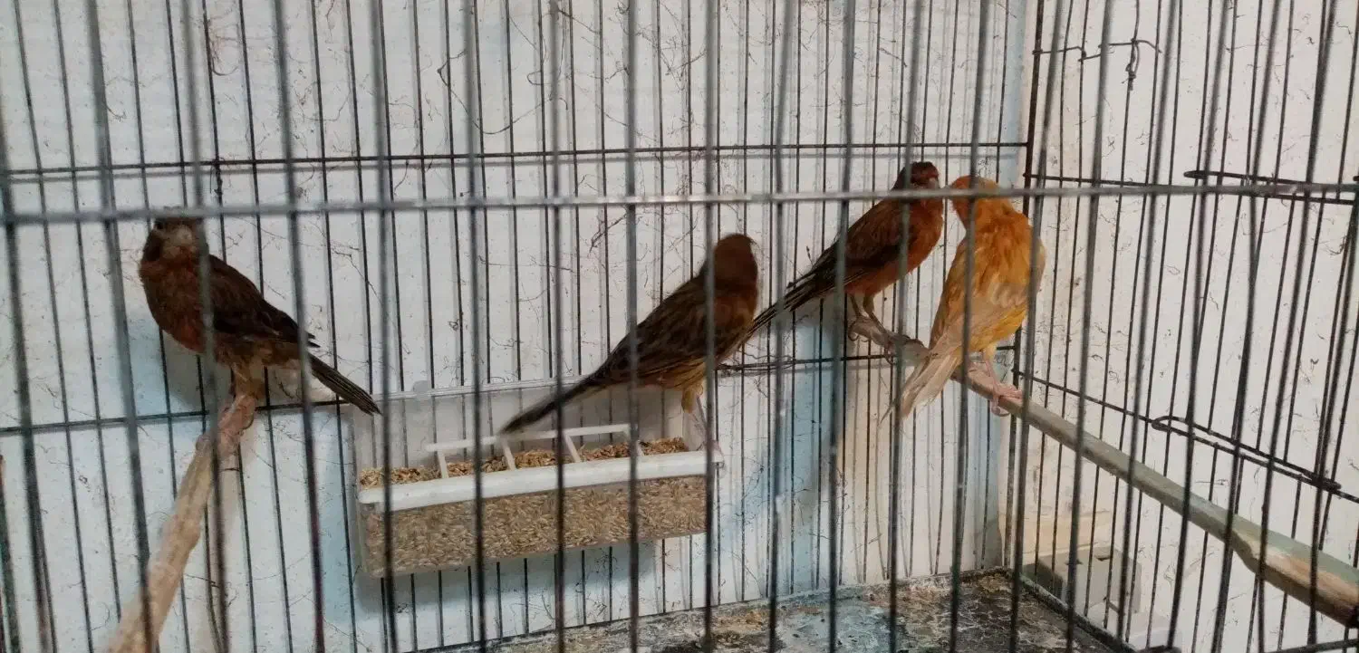 چهار عدد قناری ماده سرخ آماده راه به راه|پرنده|شیراز, وصال|دیوار