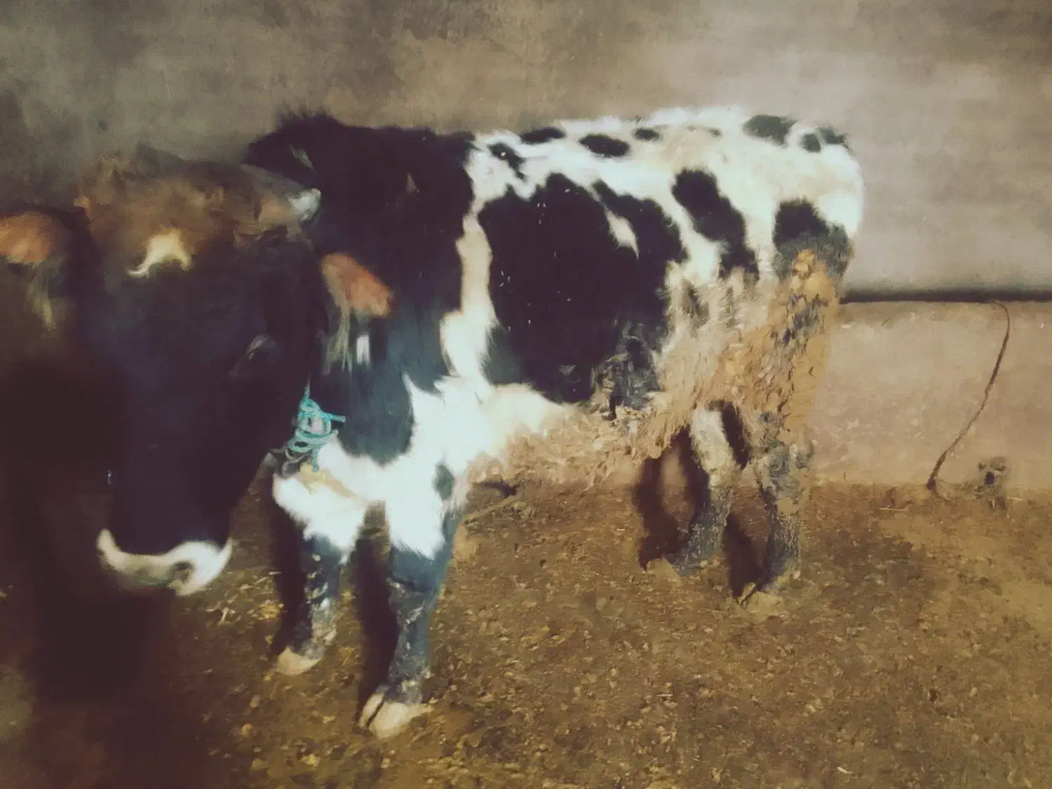 دو راس گاو نر|حیوانات مزرعه|ماهنشان, |دیوار