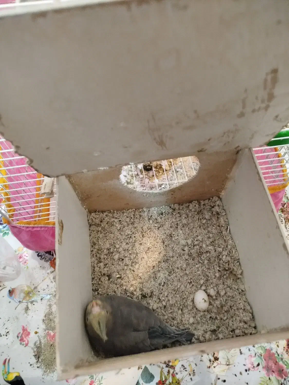 عروس هلندی|پرنده|مبارکه, |دیوار