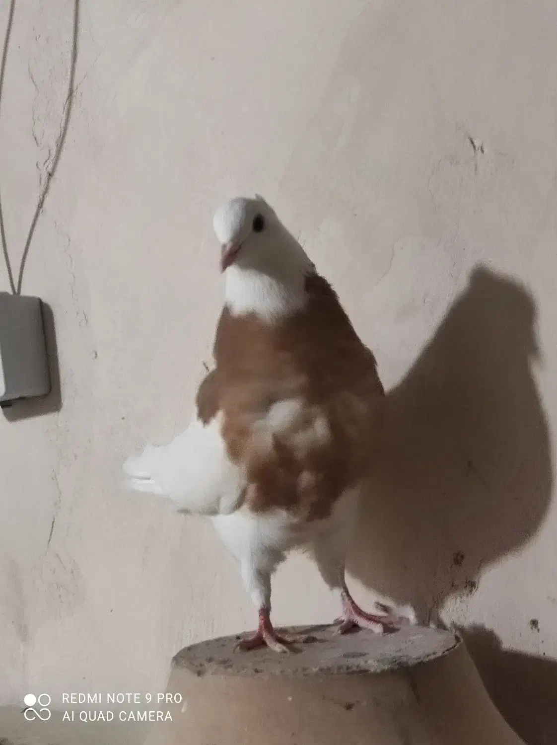 جوجه پرشی|پرنده|قم, شهر قائم|دیوار