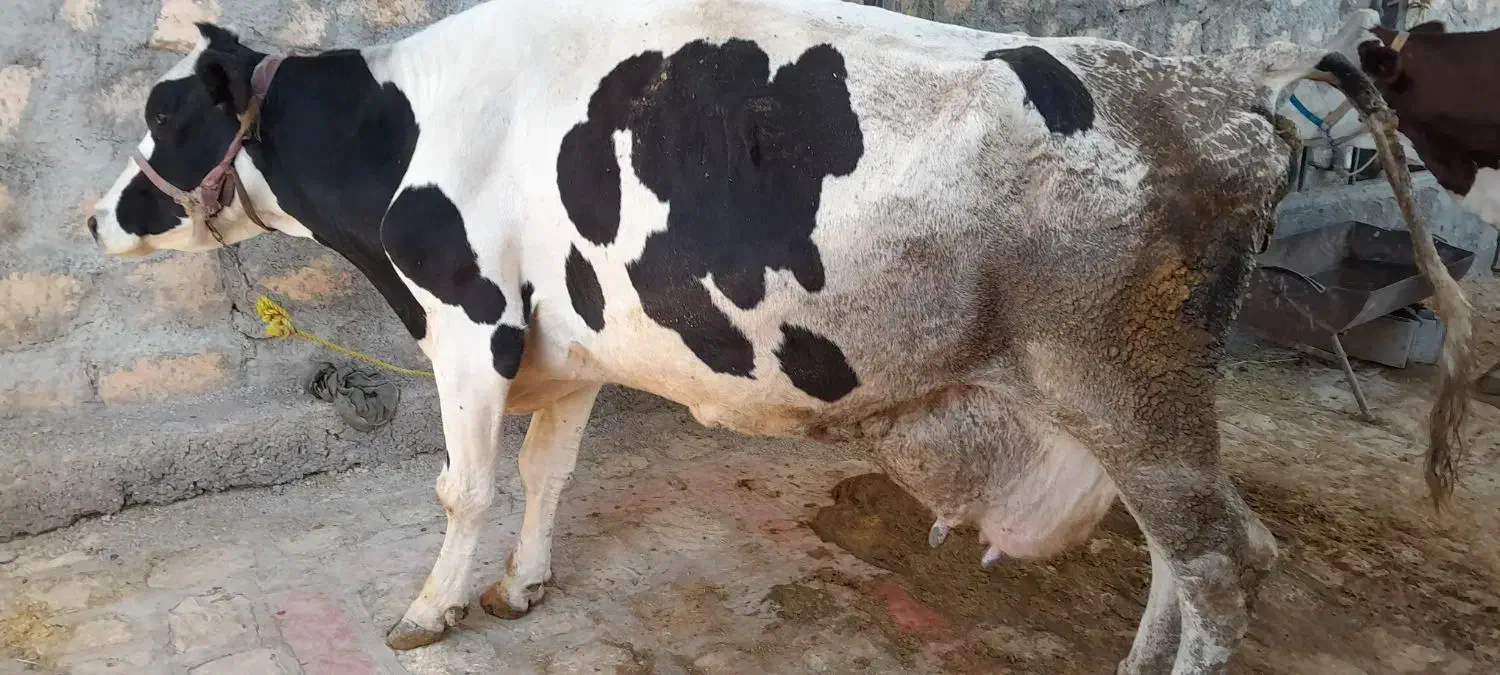 گاو هلشتاین باگوساله مونتبلیار سیمینتال|حیوانات مزرعه|کوهدشت, |دیوار