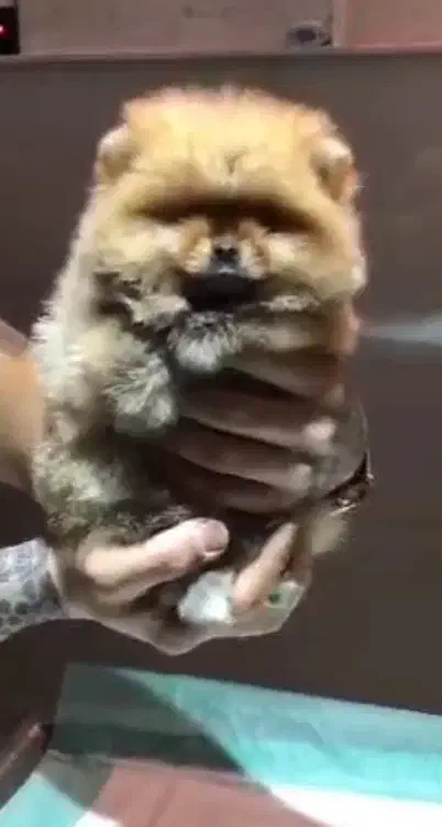 پامر ماده|سگ|اندیشه, اندیشه فاز ۶|دیوار