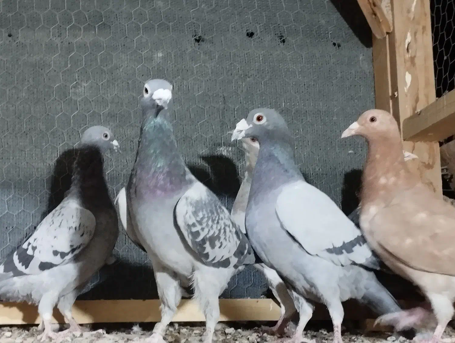 7تا پلاکی و دورگ|پرنده|یزد, |دیوار