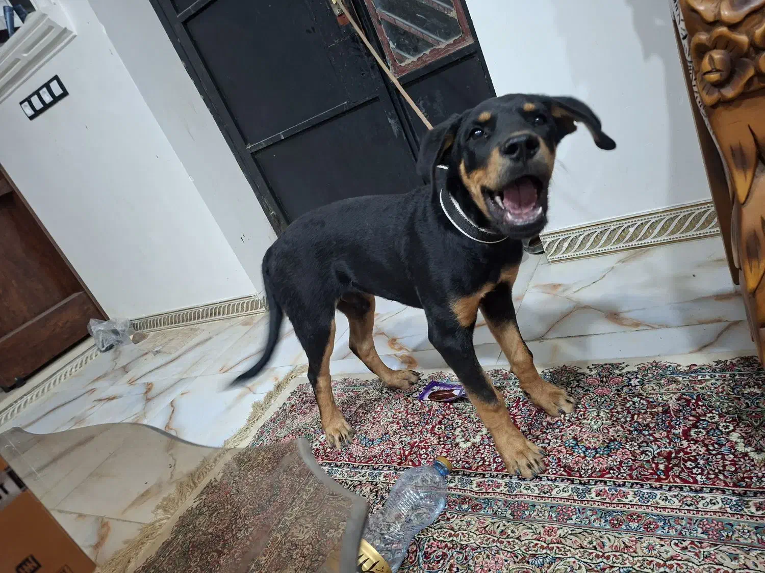 سگ روتوایلر|سگ|کهنوج, |دیوار