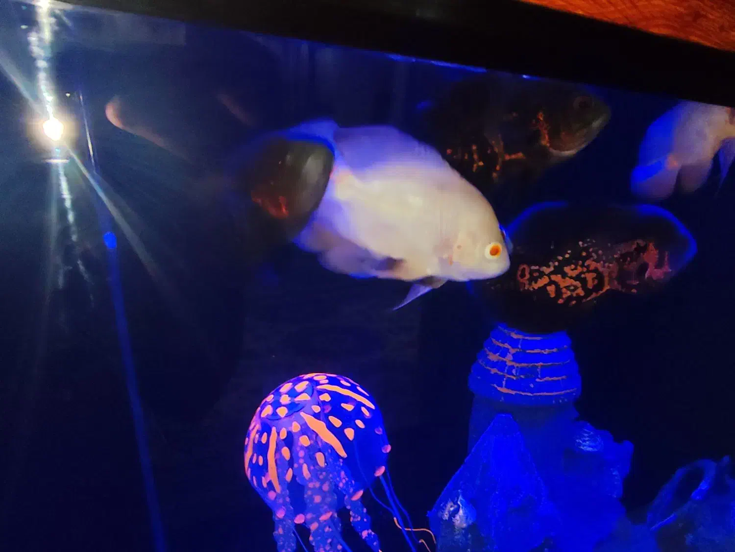 3عددماهی اسکار تایگر|ماهی|سنندج, |دیوار