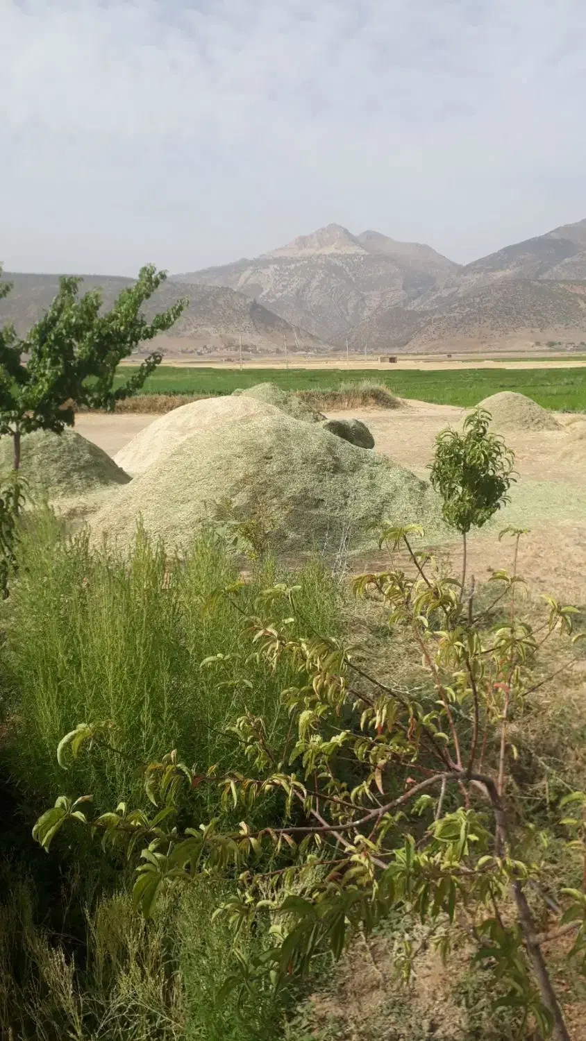 شبدر و یونجه وتیم شبدر|گل و گیاه طبیعی|لردگان, |دیوار