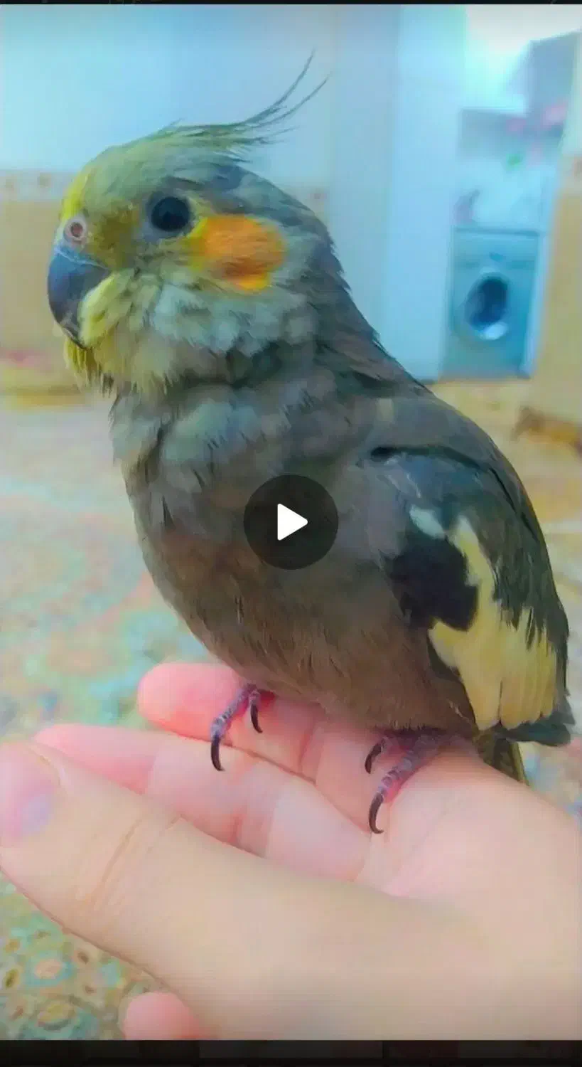 عروس هلندی گمشده مهران|پرنده|مهران (ایلام), |دیوار