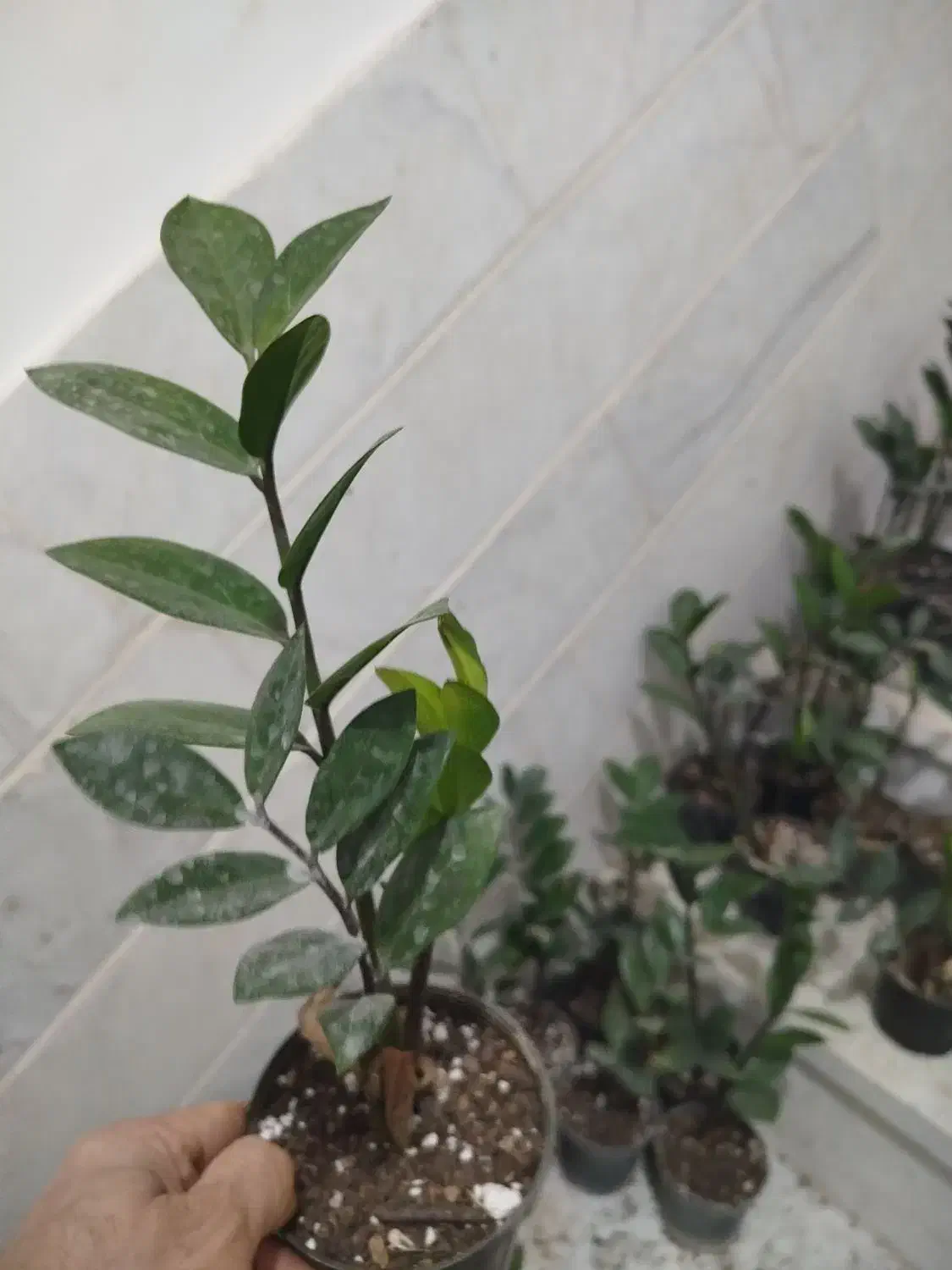 فروش زاموفیلیا|گل و گیاه طبیعی|اردکان, |دیوار