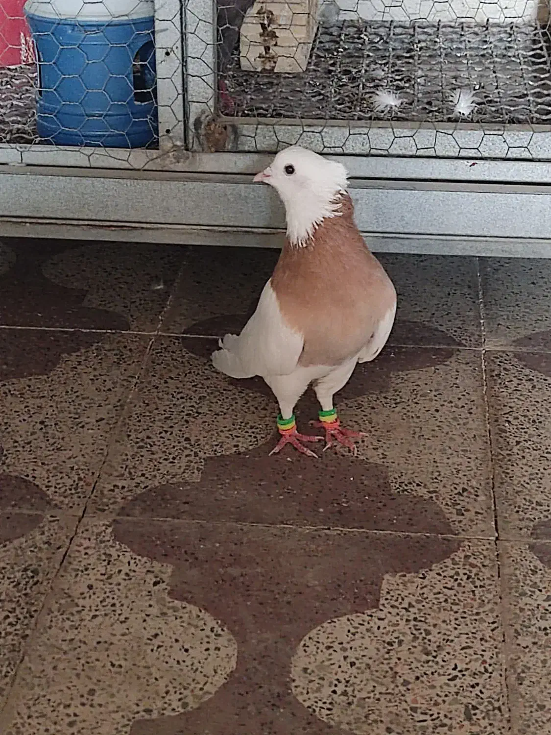 کبوتر طوقی|پرنده|برازجان, |دیوار