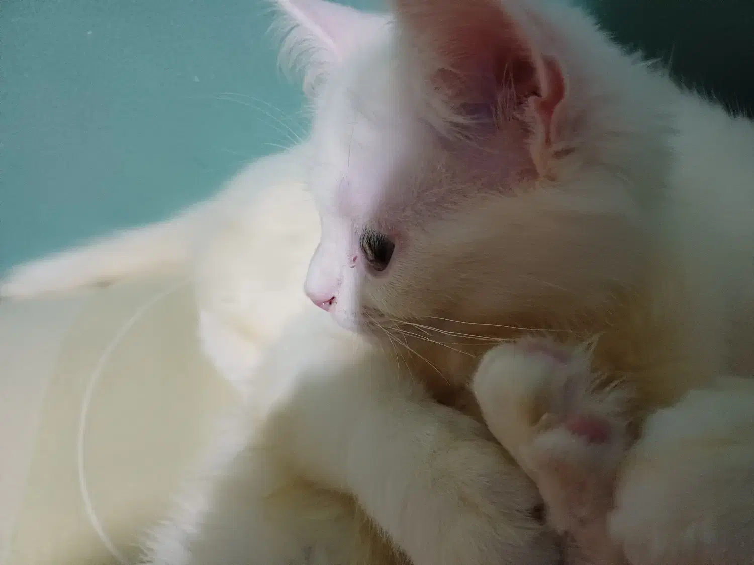 بچه گربه های خواستنی|گربه|بندر انزلی, شهرداری|دیوار