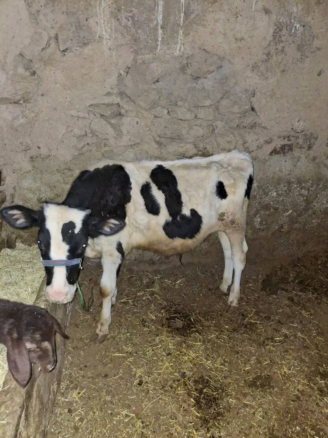 گوساله نر|حیوانات مزرعه|دهگلان, |دیوار