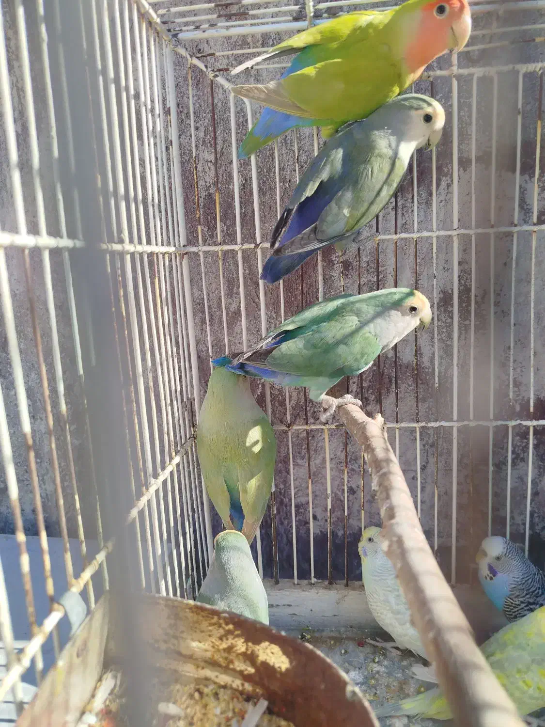 طوطی برزیلی|پرنده|شیراز, شهرک قمشه|دیوار