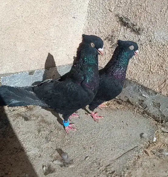 زاغ|پرنده|شهرضا, |دیوار