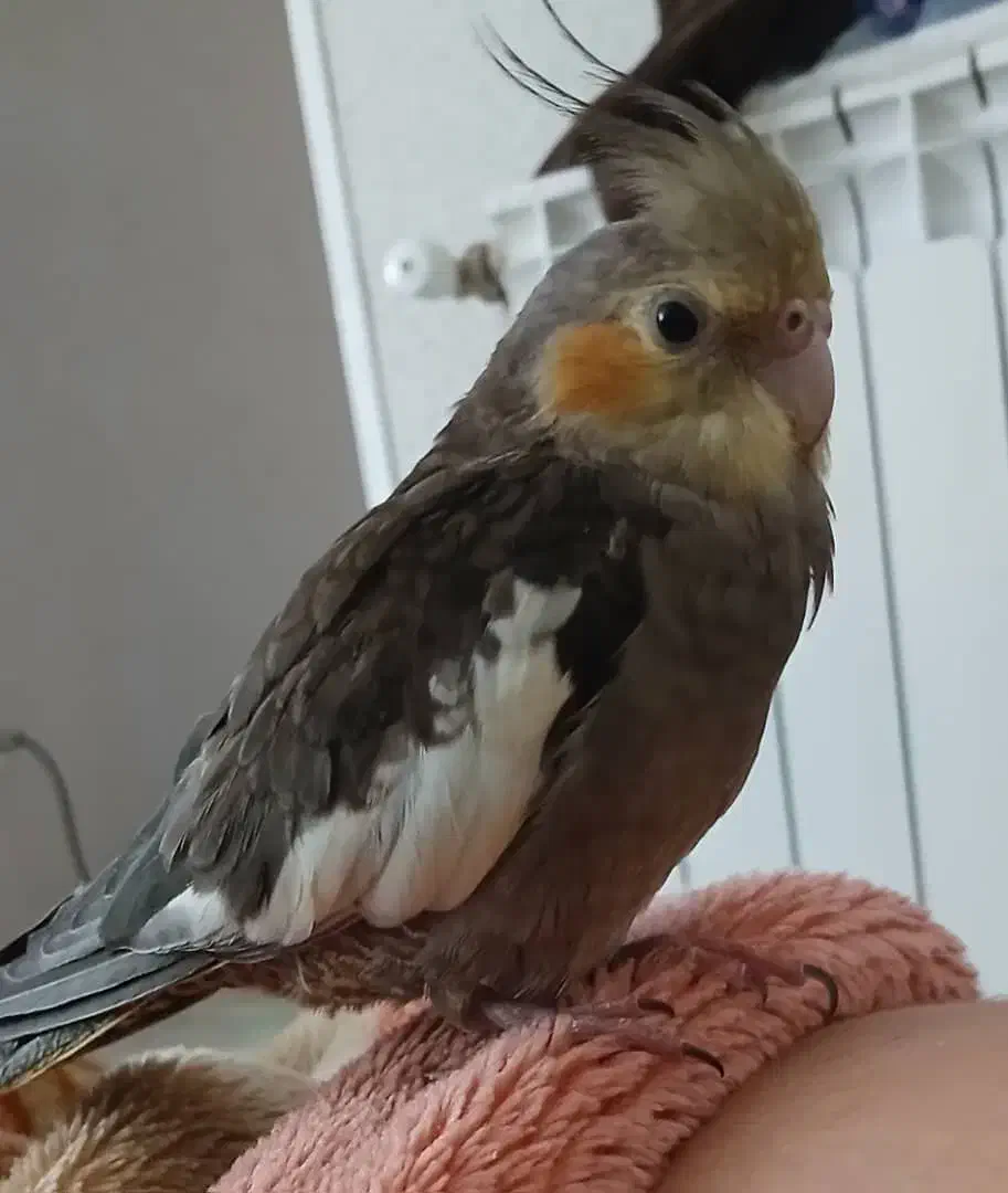 گمشده عروس هلندی|حیوانات|همدان, |دیوار