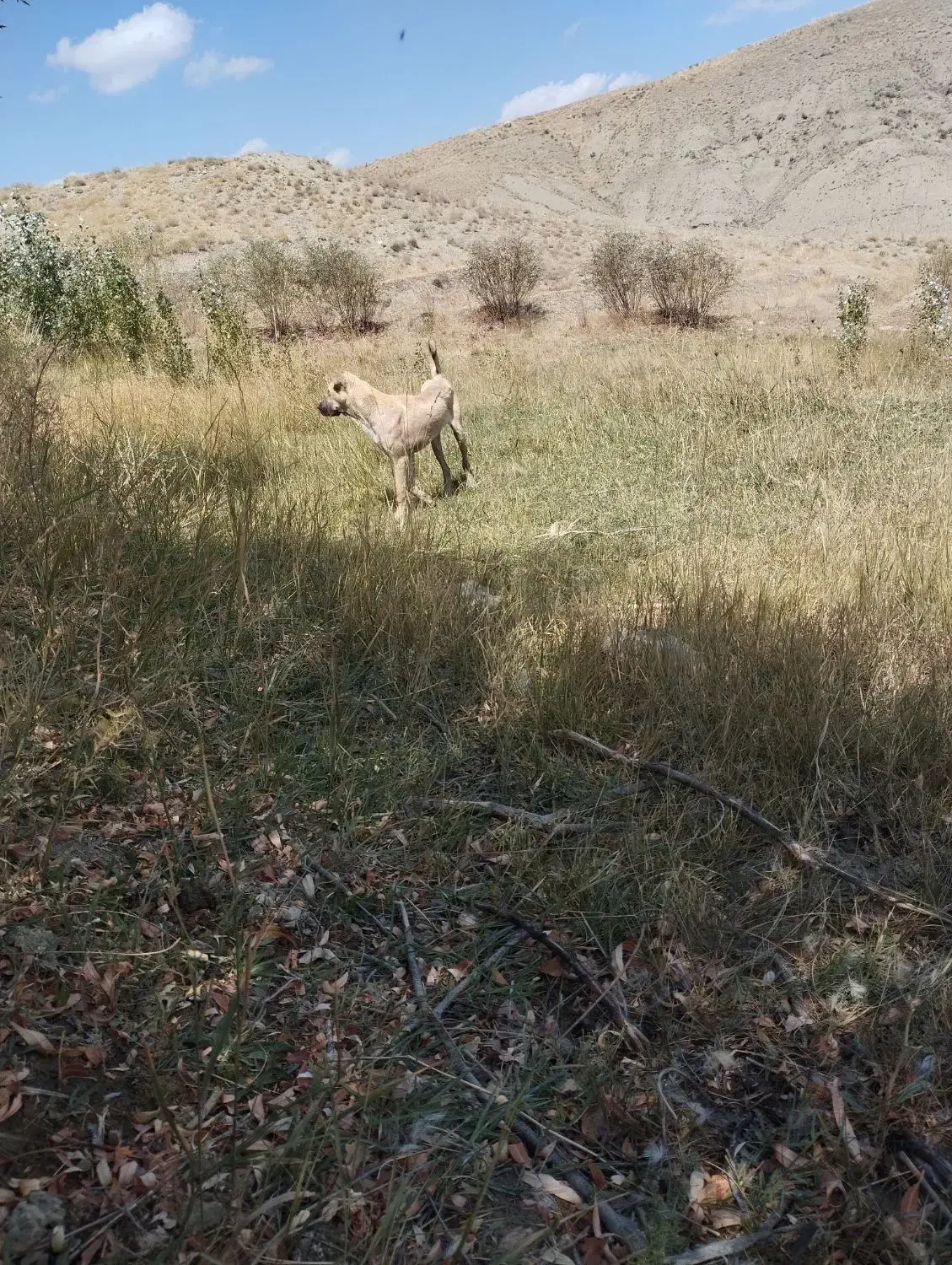 سگ سرابی|حیوانات|سلماس, |دیوار