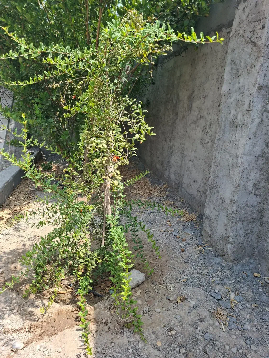 خانه‌ویلایی‌روستای‌گنو‌‌  فروشی|فروش خانه و ویلا|بندرعباس, |دیوار