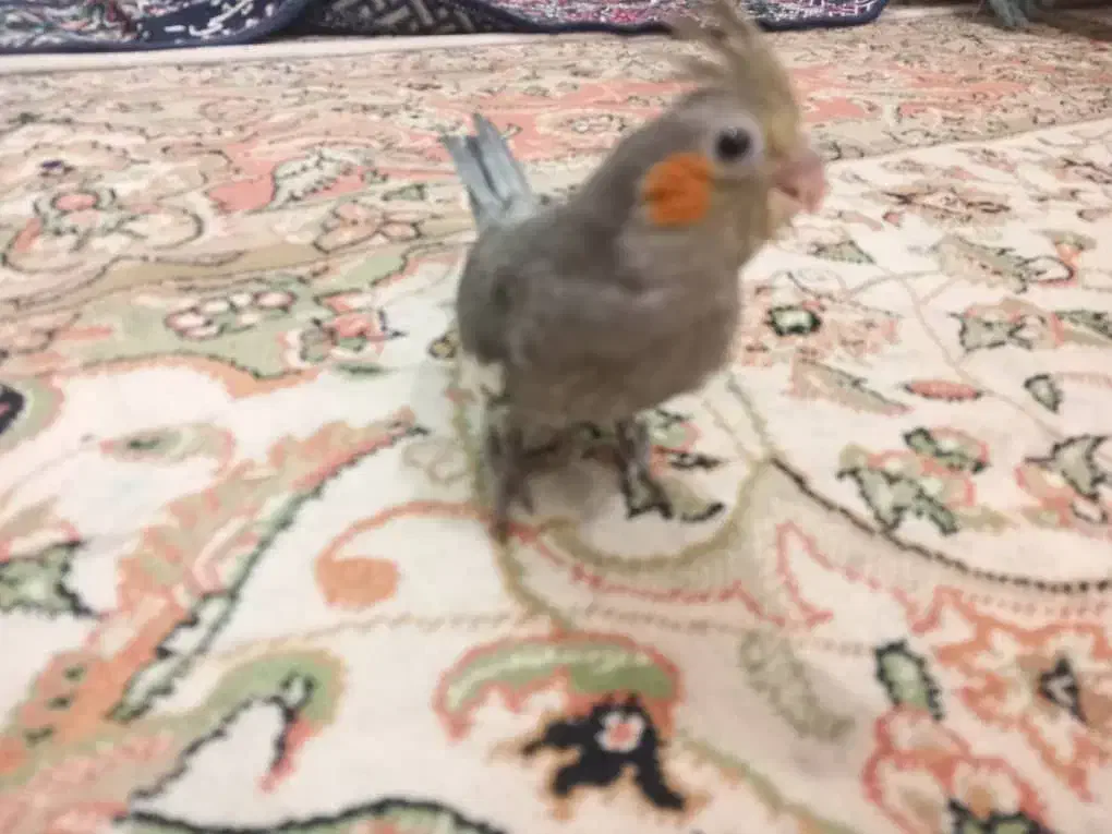 طوطی|پرنده|شوشتر, |دیوار