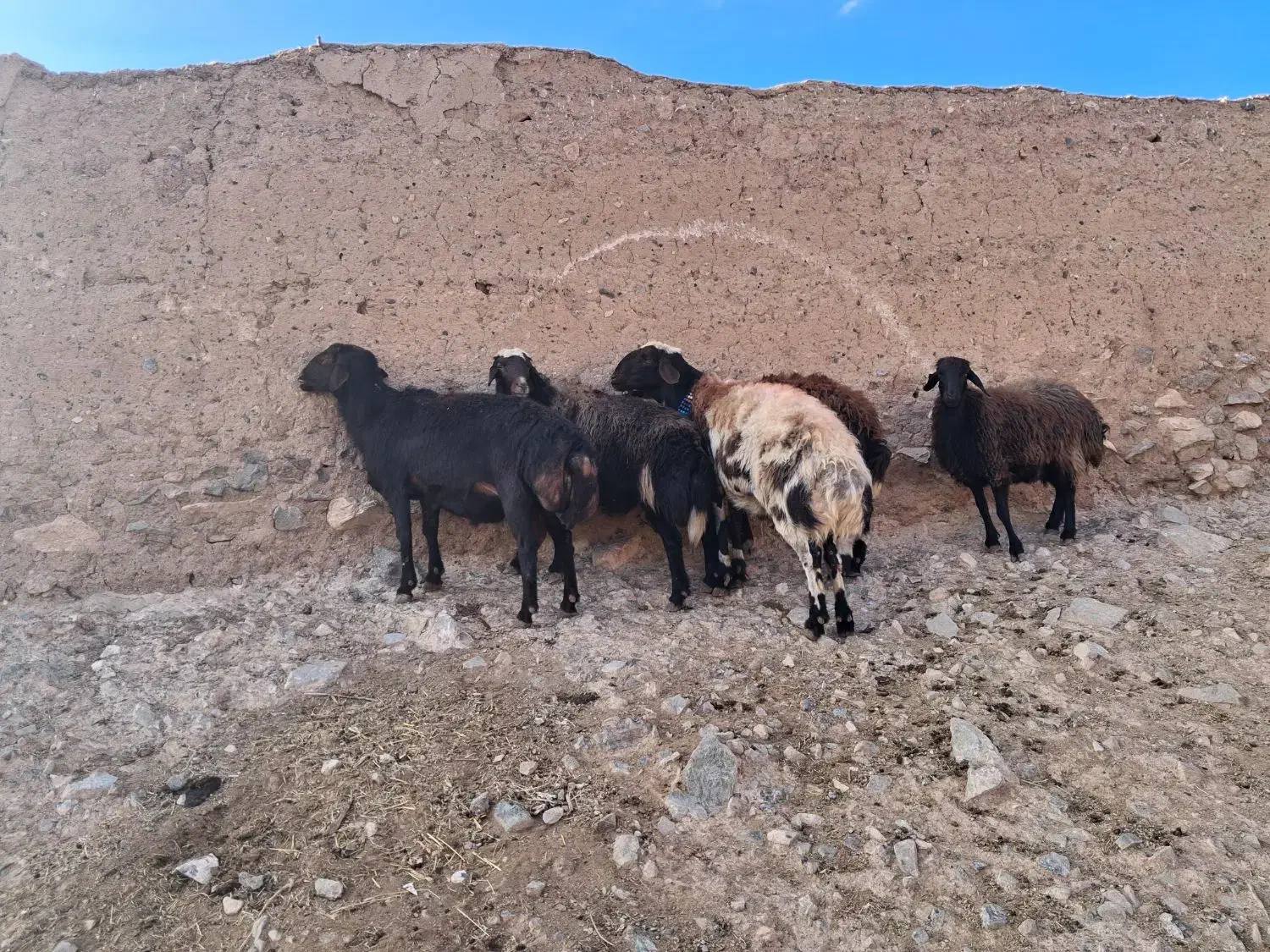 ۴ راس قوچ و بره قوچی|حیوانات مزرعه|تربتحیدریه, پائین ولایت|دیوار