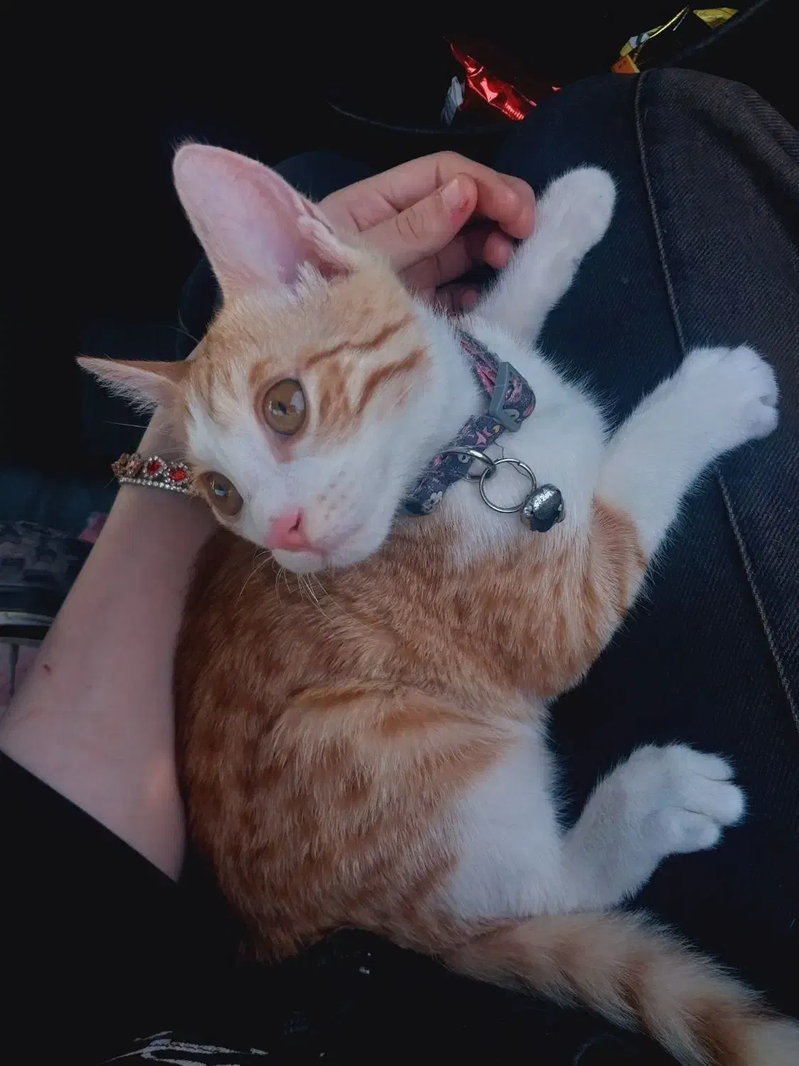 پیشی نارنجی|گربه|آستانه اشرفیه, |دیوار