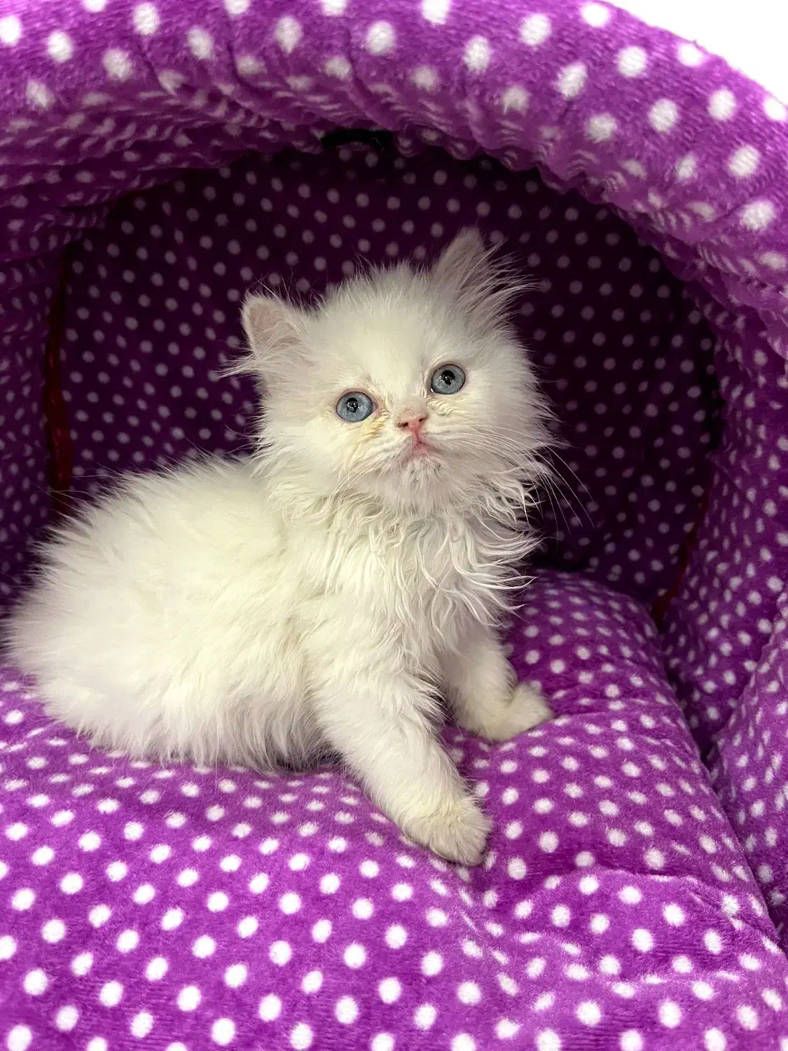 گربه پرشین|گربه|اسلامشهر, زرافشان|دیوار