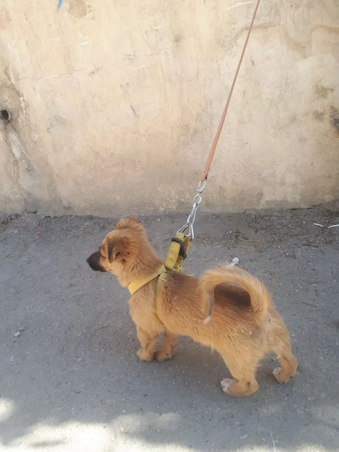 توله سگ نر پاکوتاه شناسنامه دار۲۵۰۰۰۰۰|سگ|بروجرد, |دیوار