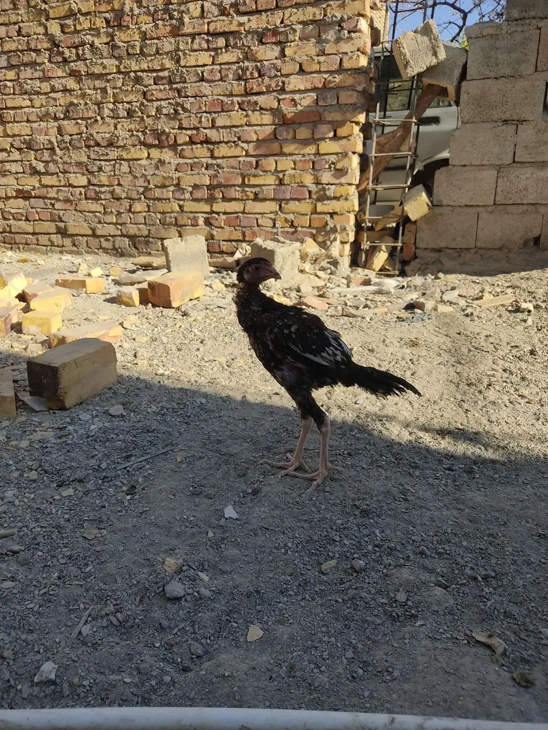 جوجه خروس لاری اصیل|حیوانات مزرعه|سراوان, |دیوار