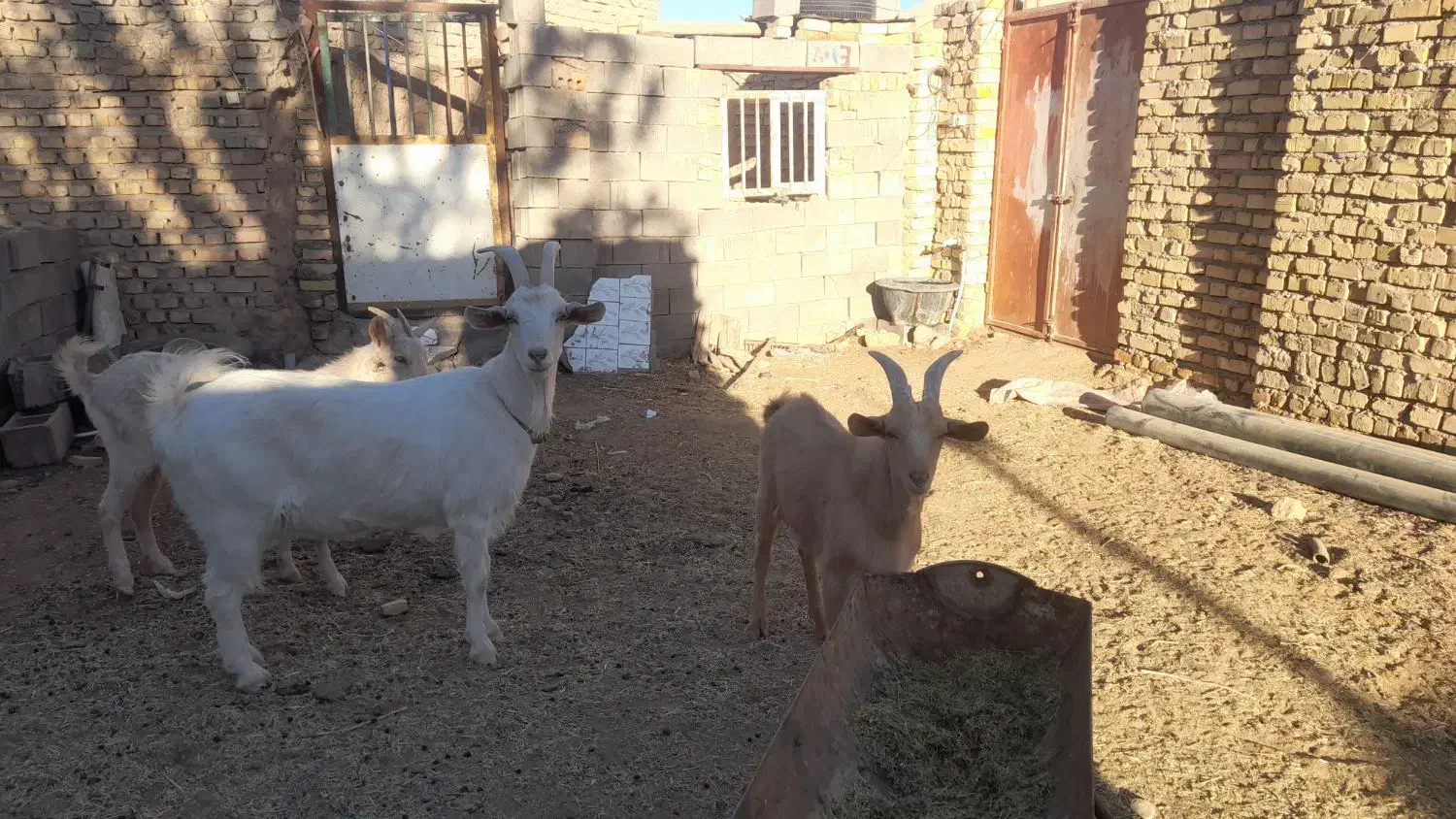 فروش بز و نربز سانن|حیوانات مزرعه|سلامی, |دیوار