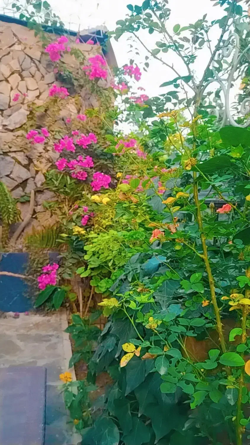 بذر نخودفرنگی|حراج|خان ببین, |دیوار