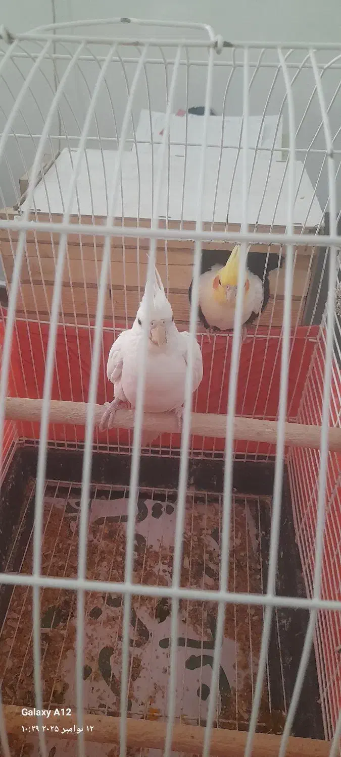 عروس هلندی|پرنده|تهران, فلسطین (میدان انقلاب)|دیوار