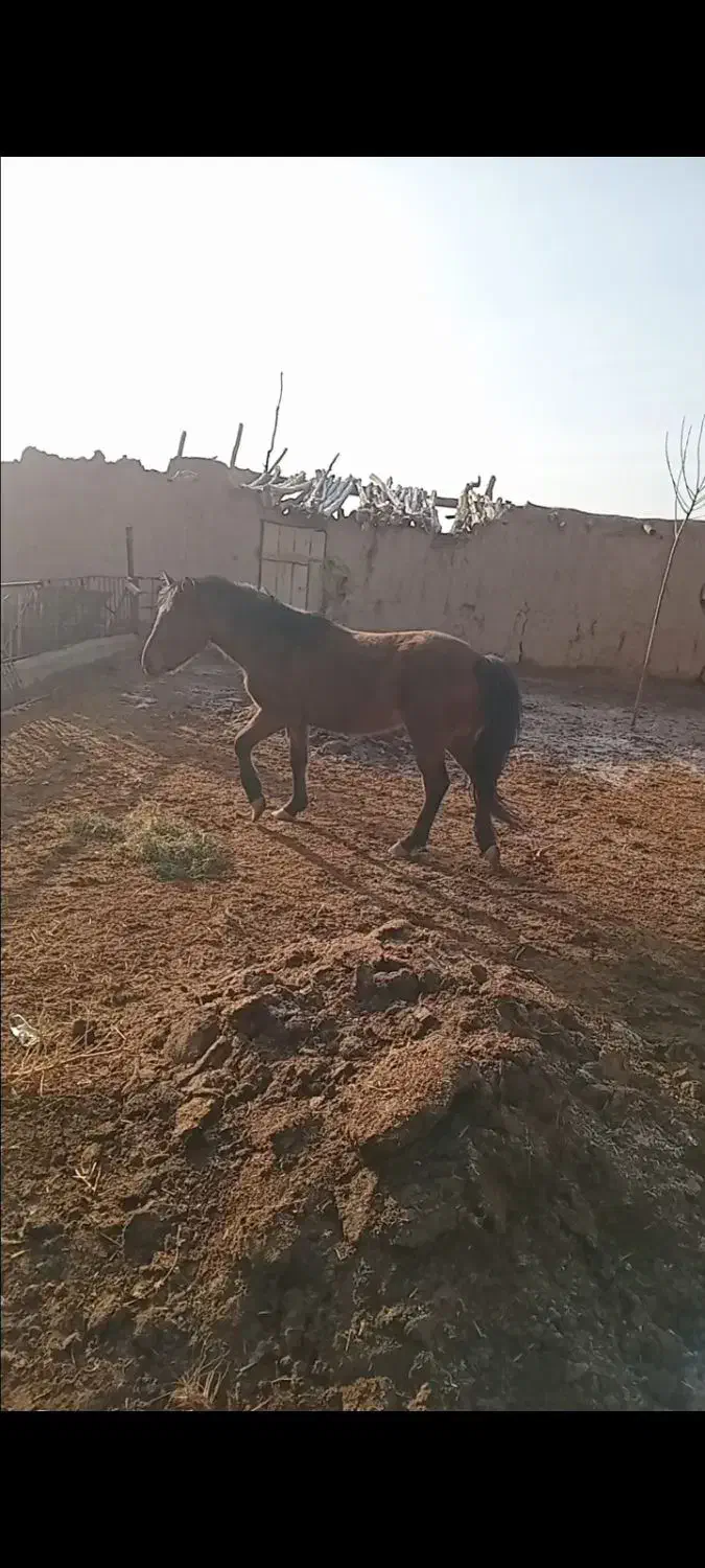 اسب|اسب و تجهیزات اسب‌سواری|شاهرود, |دیوار