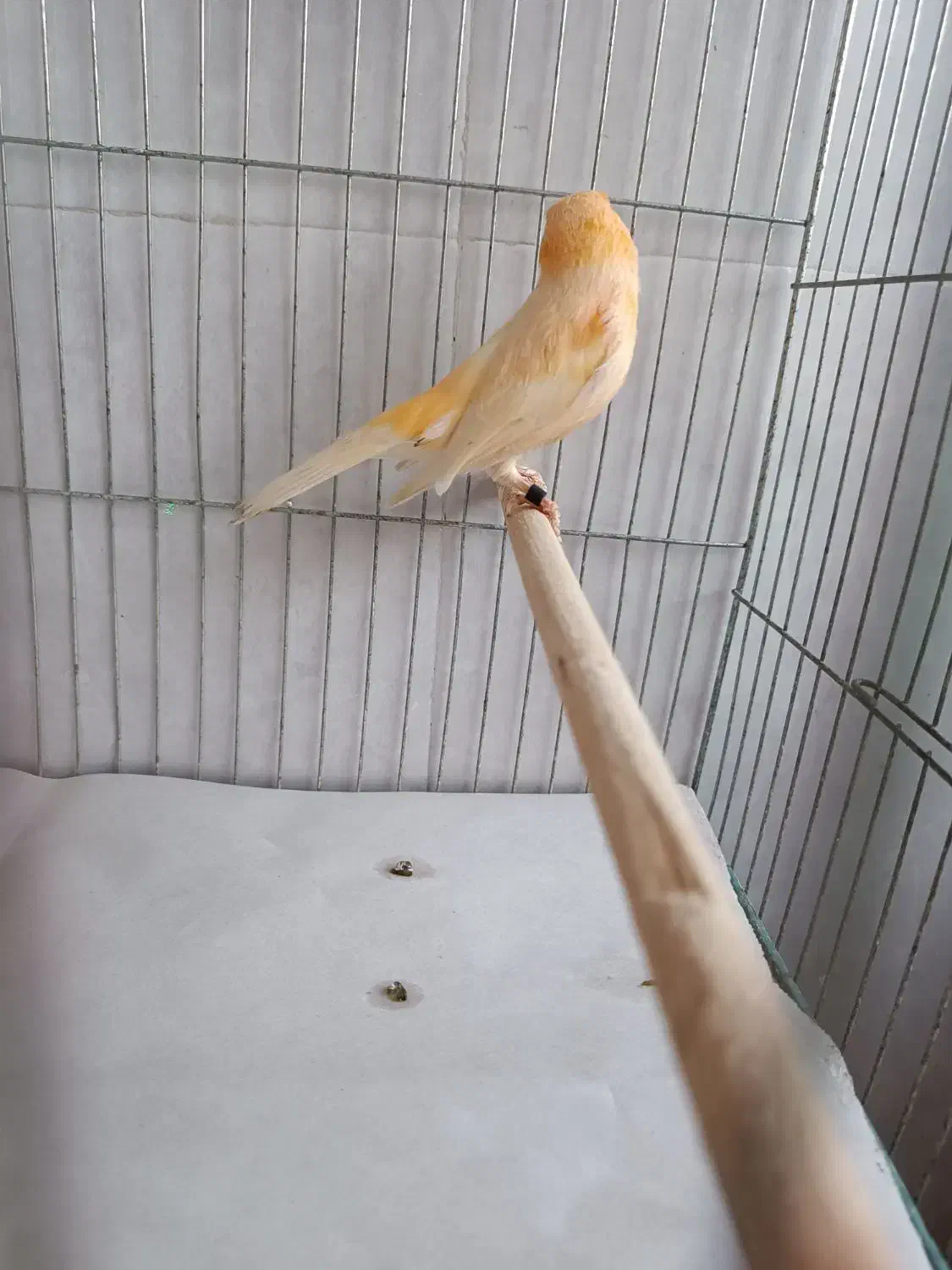 قناری نر موزاییکی|پرنده|لاهیجان, گلستان|دیوار